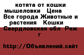 котята от кошки мышеловки › Цена ­ 10 - Все города Животные и растения » Кошки   . Свердловская обл.,Реж г.